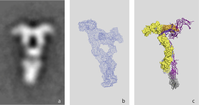 Three images of the same protein molecule (VEGF) taken over a period of eight years with different techniques. Over the years, researchers have been able to produce proteins with ever better quality and thus to deploy ever more refined techniques – yielding increasingly detailed images of the molecule. The image on the left was made eight years ago with an electron microscope , the other two at the Swiss Light Source SLS – the middle image five years ago with small-angle scattering, the one on the right th…