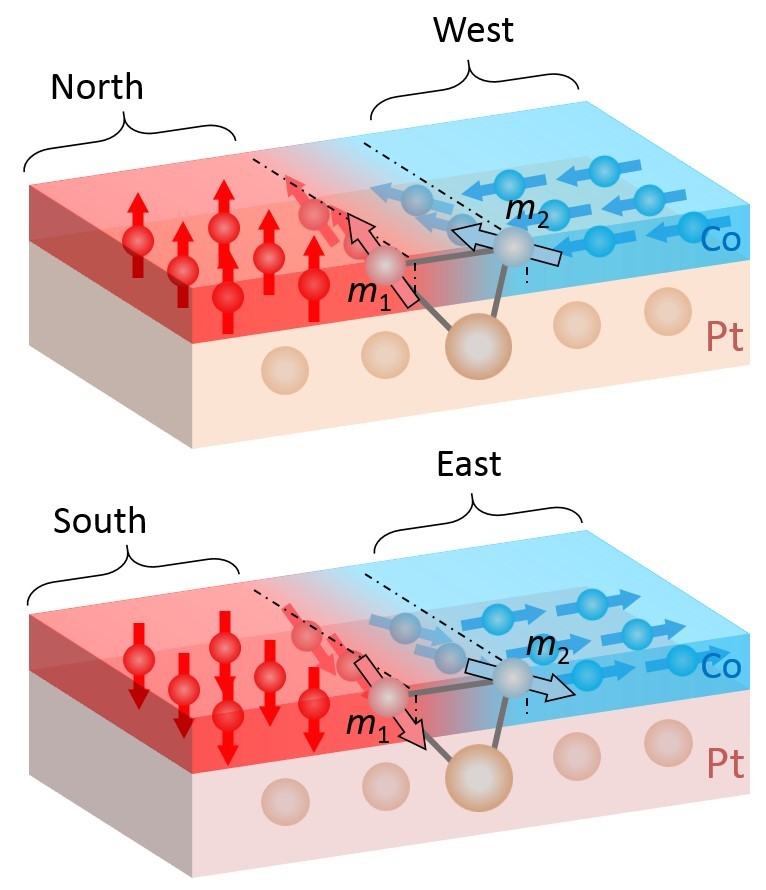 If a group of cobalt atoms aligns to the North or South (red), the neighbouring cobalt atoms align to the West or East (blue). The orientation of the neighbouring atoms is within the plane. This interaction requires sandwiching of the cobalt layer between a platinum layer (below, beige) and an aluminium oxide layer (above, not shown here). (Illustration: Paul Scherrer Institute/Zhaochu Luo)