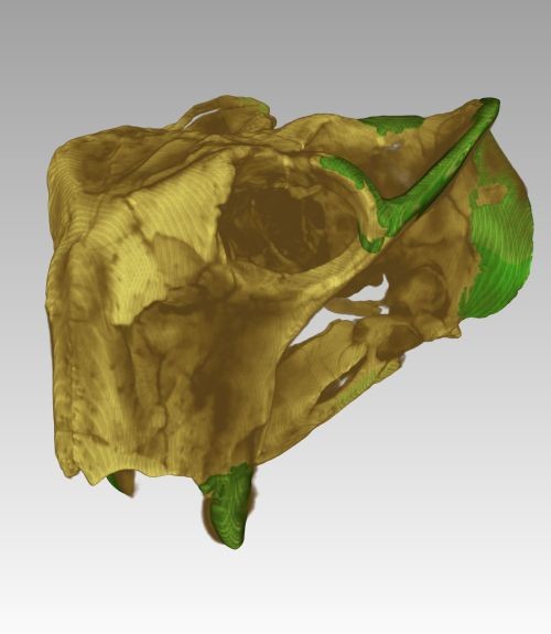 Fossilized animal skull