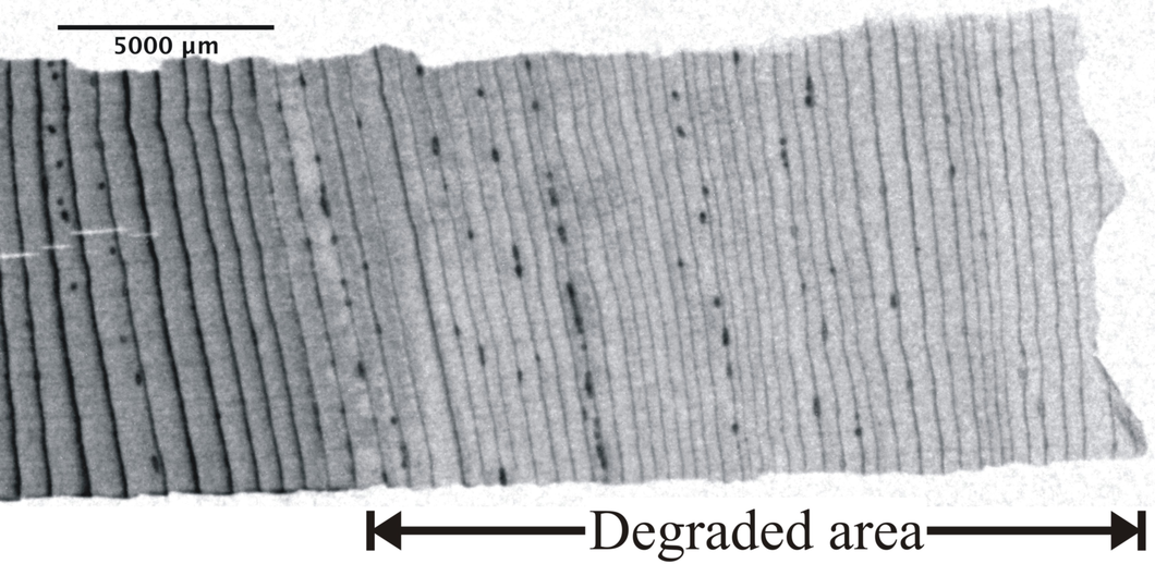 Figure 1: Section of a partially degraded soft-wood sample in a neutron transmission image. The 500-year-old sample originates from an excavation near Dachstein (Austria) [6].