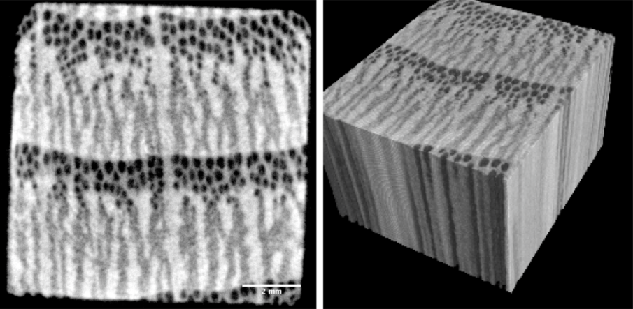 Figure 2: Tomography of an oak wood sample (Quercus spp.) using the µ-CT-setup at ICON; left side: reconstructed axial slice through showing perspicuous differences between the tissues (water conducting areas, fibre tissue and wood rays); right side: visualised CT-data showing the 3D-distribution of the different tissues [6].