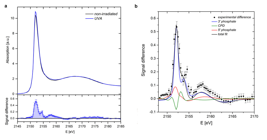 (a) Top: phosphorus K-edge x-ray absorption spectra of intact and UVA-irradiated aqueous DNA samples. Bottom: P K-edge XAS difference signal between the spectrum of damaged and reference DNA samples. (b) Experimental difference of P K-edge XAS obtained for a UVA-irradiated DNA sample fitted with a linear combination of theoretical lesion spectra.