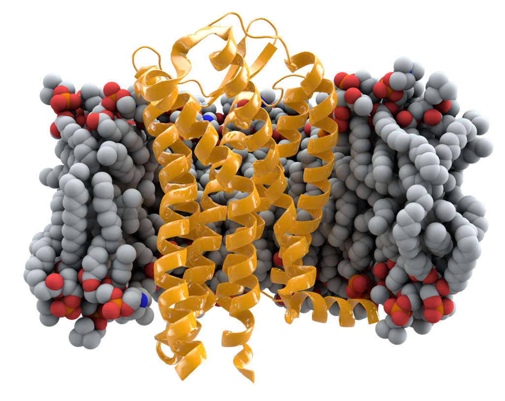 The CCR5 receptor (yellow) spans the cell membrane to relay messages from chemokines into the cell’s interior. 