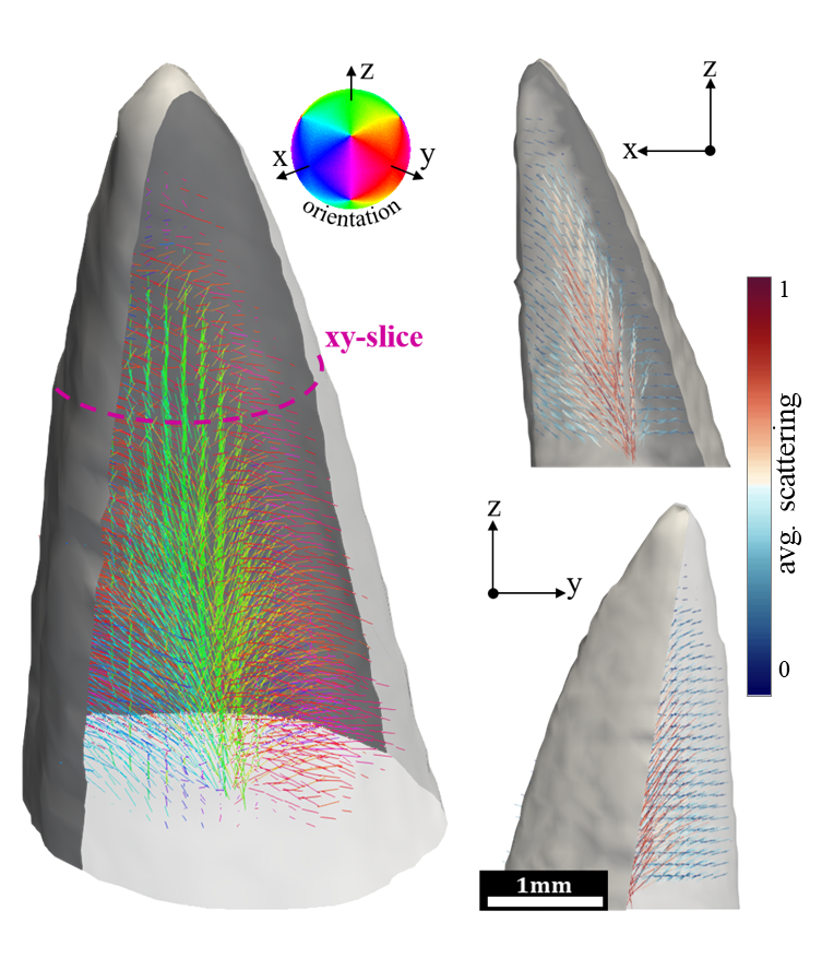 Tensor tomography images of a crocodile tooth.