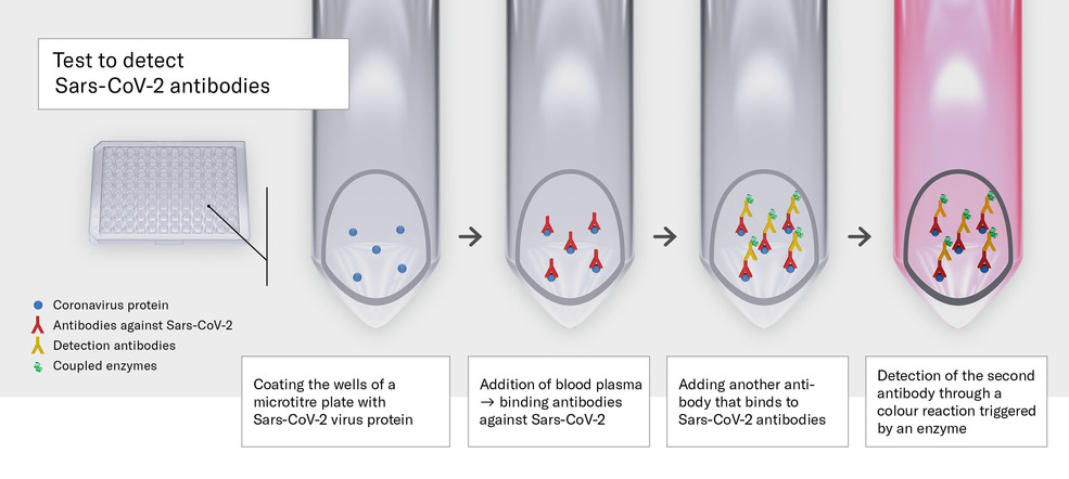 Test to detect Sars-CoV-2 antibodies