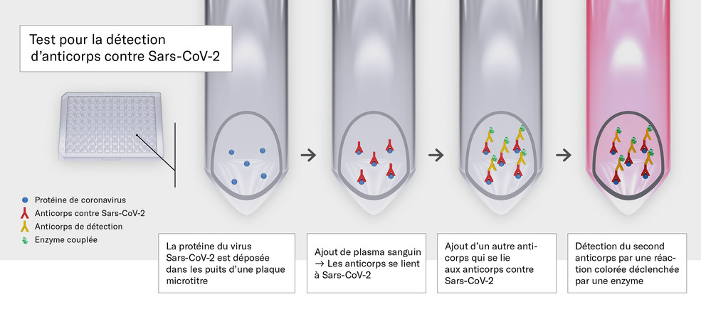 Test pour la détection d’anticorps contre Sars-CoV-2