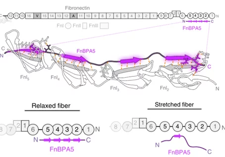 Ilustration Fibronectin