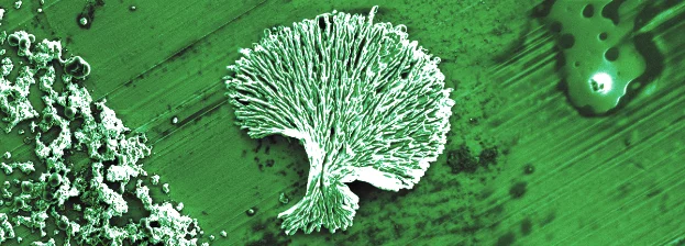 Scanning electron micrograph of crystallised lithium salt on a copper current collector. Scanning_electron_micrograph_of_crystallised_lithium_salt
