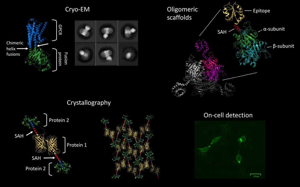 Structure-based fusion protein engineering