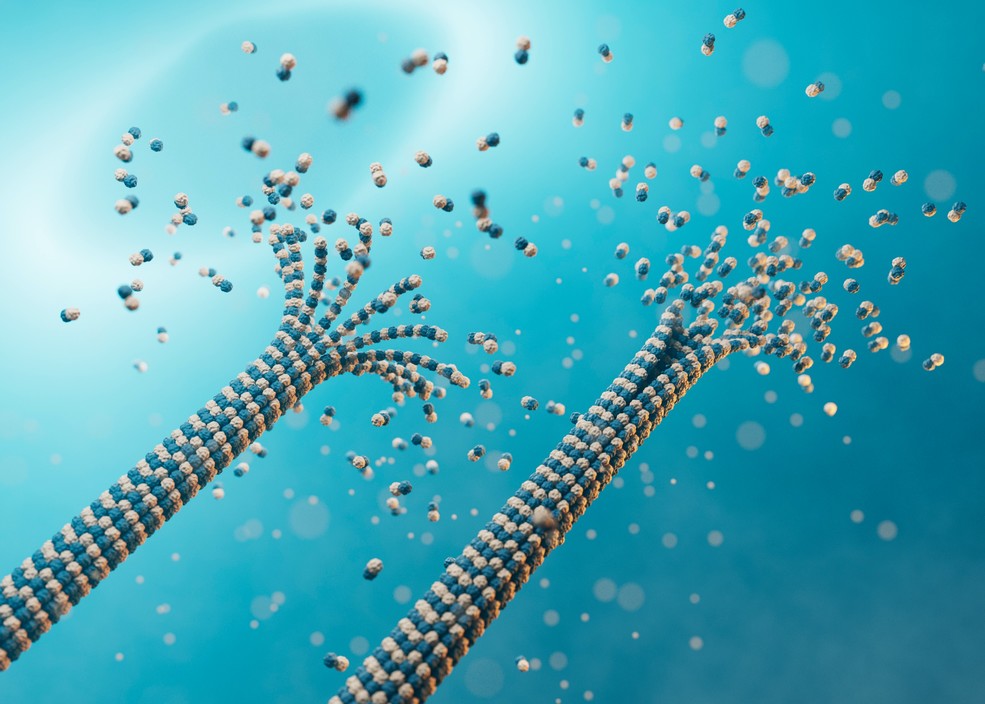 Les microtubules sont composés de filaments, longs et nombreux, qui se construisent et se déconstruisent de manière dynamique à l’intérieur des cellules. Pris individuellement, ces filaments sont faits de couples de tubulines alpha et bêta, illustrées ici en bleu et en blanc. 