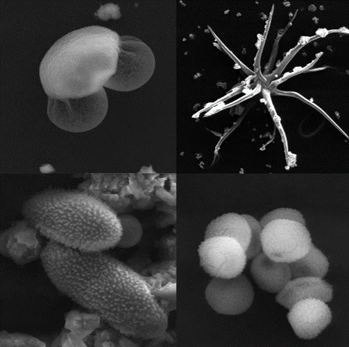 pollen