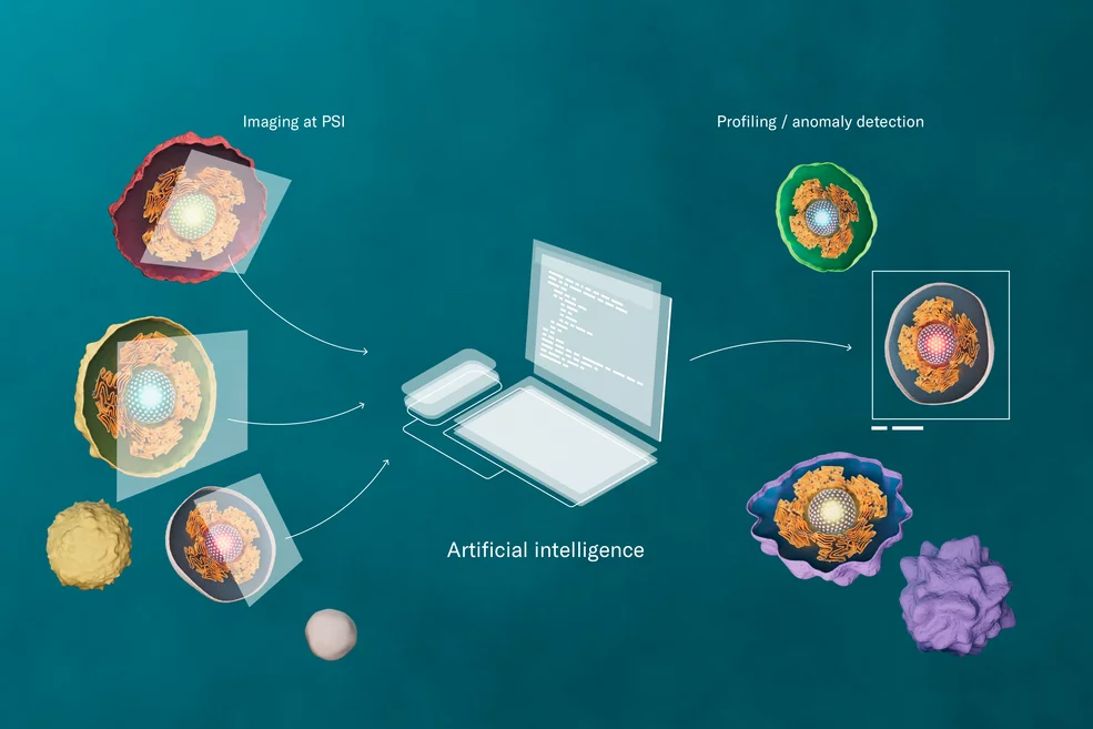 PSI researchers take pictures of cell nuclei using modern high-resolution imaging techniques, employ learning algorithms to comb through these data, and thus can more reliably identify anomalies that require medical intervention. 
