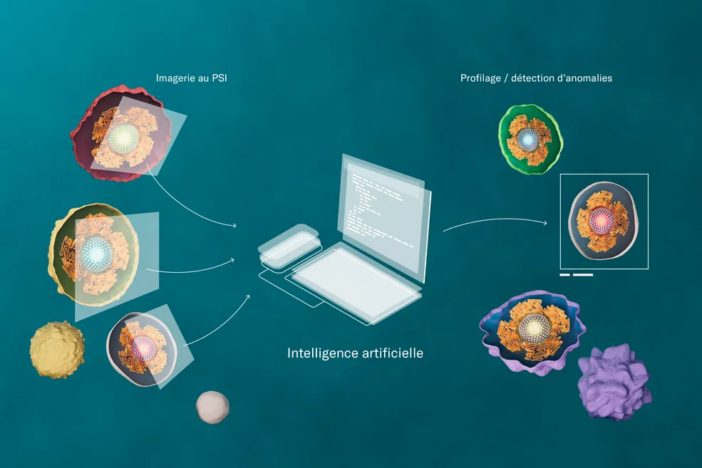 Les scientifiques du PSI utilisent des méthodes modernes d’imagerie à haute résolution pour réaliser des prises de vues de noyaux cellulaires. A l’aide d’algorithmes d’apprentissage, ils passent ces données au peigne fin et identifient ainsi, de manière plus fiable, les anomalies nécessitant des interventions médicales.  (Illustration: Institut Paul Scherrer/Monika Blétry)