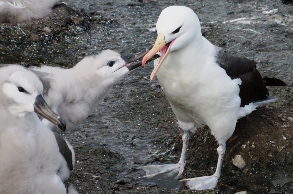 A black-browed albatross feeding its chick