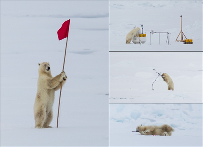 The bear exploring the floe. (Credits: Lars Lehnert)