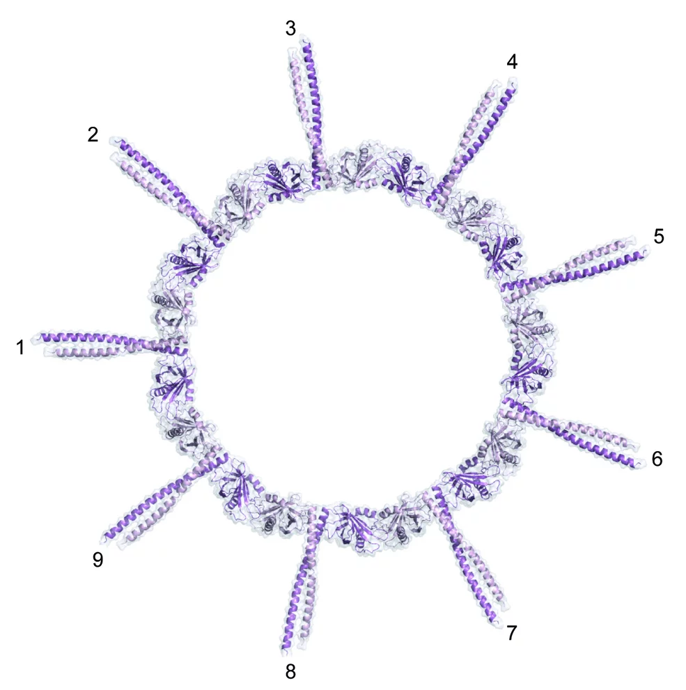 centriol2.png