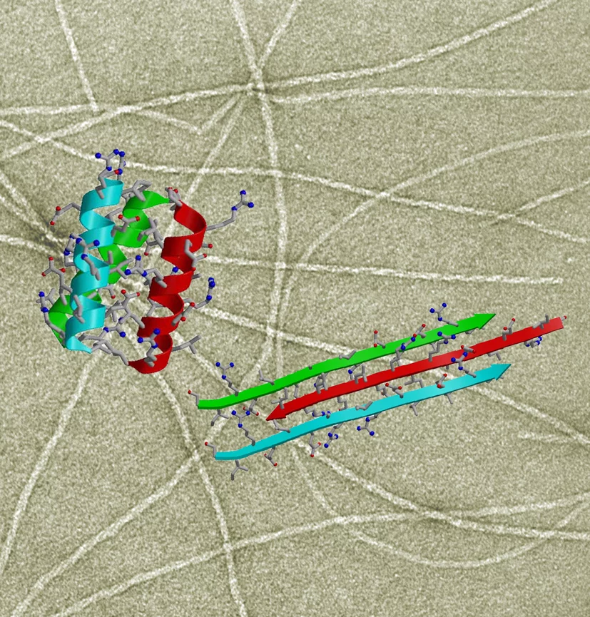 fibrils.jpg