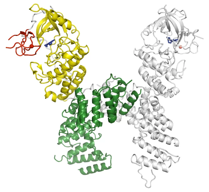 kinase.jpg