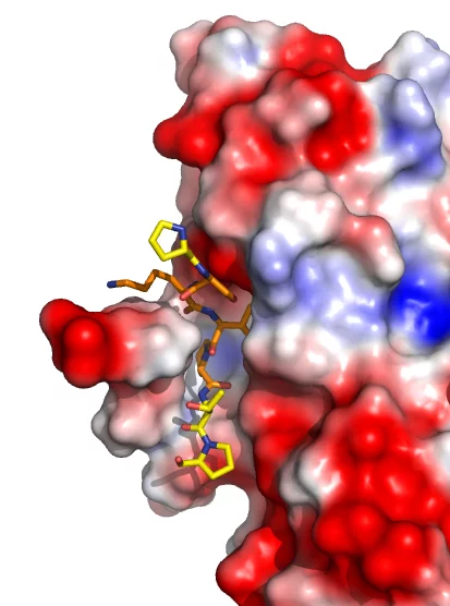 microtubule.jpg