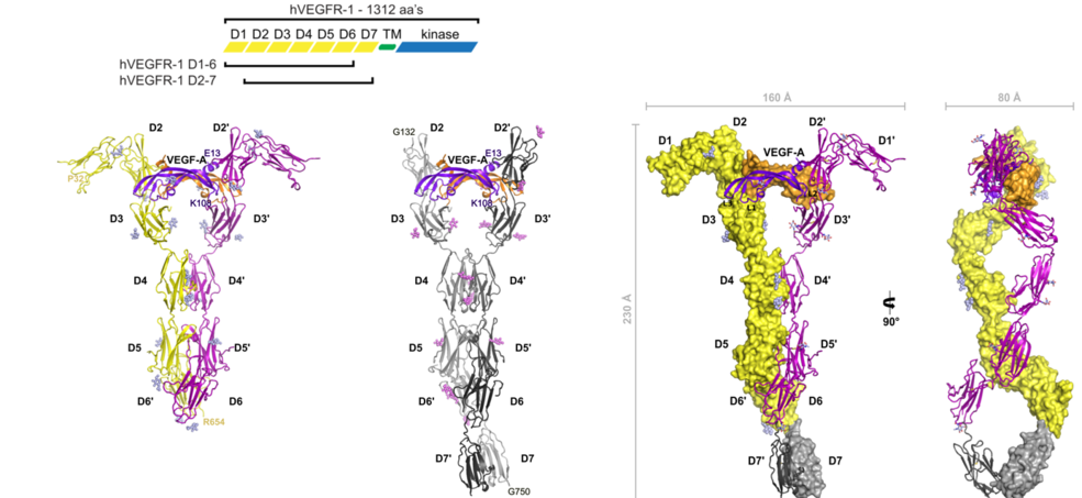 Image presentation of a structural model of VEGFR-1 extracellular domain in complex with VEGF-A.
