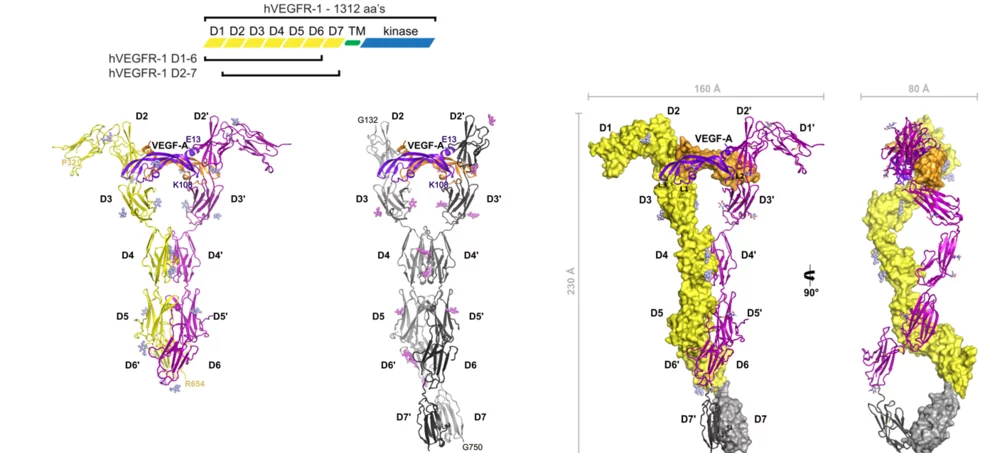 Image presentation of a structural model of VEGFR-1 extracellular domain in complex with VEGF-A.