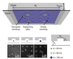Schematic of the PDMS-based nanofluidic trapping device with integrated pockets and supporting
pillars. The nanofluidic channels had a width of several micrometers and the height is a few hundred nanometers and nanopockets.  Below show the optical images of trapped nanoparticles.