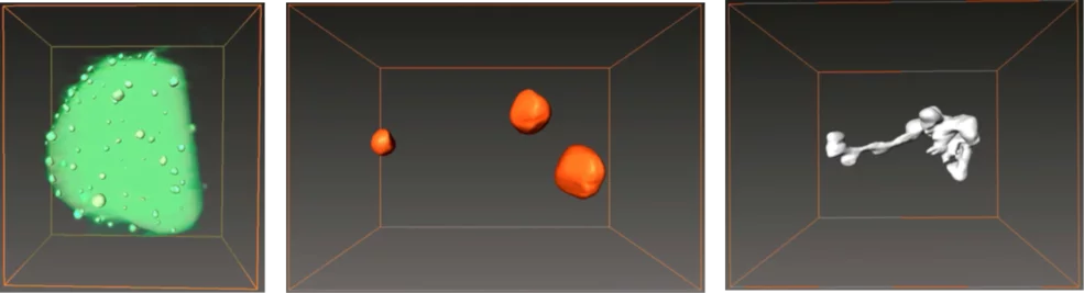 3D images (reconstructed from STEM dark field tilt series by Electron Tomography) of platinum particles deposited on oxide crystals.