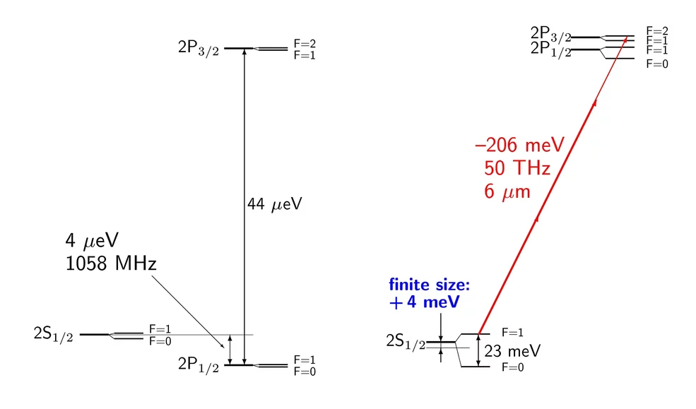 A comparison between n=2 energy levels in electronic hydrogen (left) and muonic hydrogen (right).