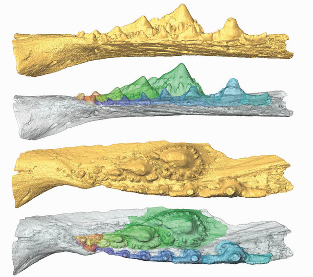 Virtual model of the jaw of a shark ancesto