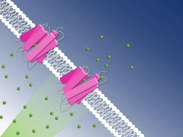 Photoactive chloride pumping through the cell membrane