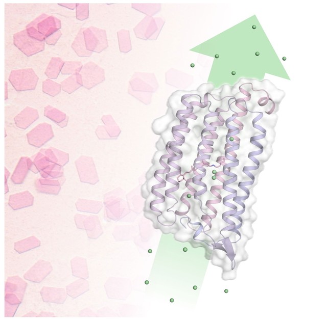 Pink crystals reveal the mechanism of chloride transport over the cell membrane