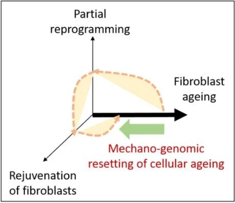 Ageing, partial rejuvenation and reprogramming of fibroblasts