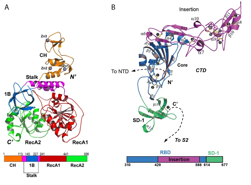 Figure 1. Structures of the MERS coronavirus nsp13 helicase (a) and human betacoronavirus HKU1 protein S1 (b)