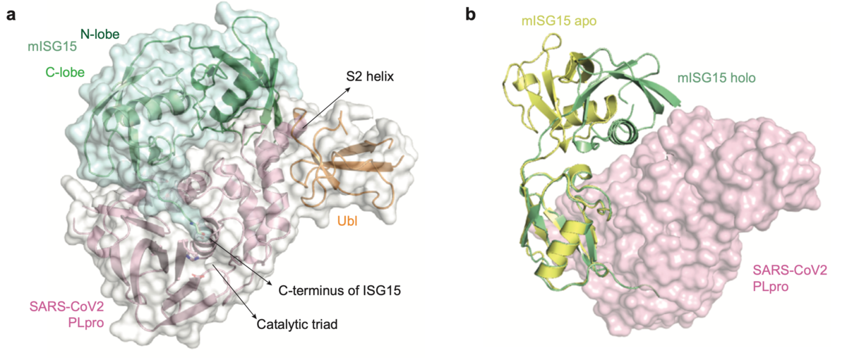 Structural analysis of SARS-CoV-2 PLpro in complex with full length ISG15