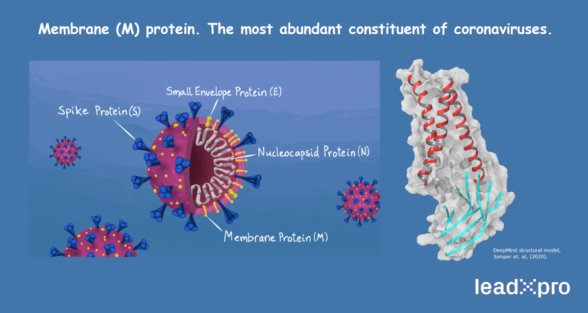Membranprotein M: Das häufigste Protein auf der Virushülle.