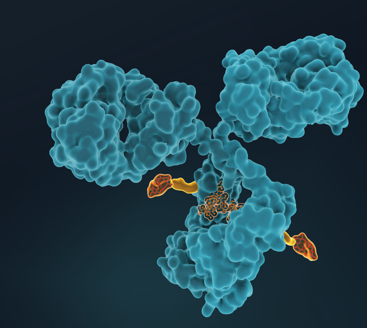 Les ADC (Antibody Drug Conjugates) sont constitués d'agents cytotoxiques très puissants conjugués à des anticorps par l'intermédiaire d'un lieur spécifique. Ce format moléculaire permet de délivrer de manière très sélective toute charge utile aux tissus malades, tout en épargnant les parties saines du corps humain.