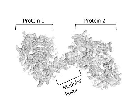 Two proteins are connected to each other at a fixed distance and angle by means of a rigid protein spiral. 