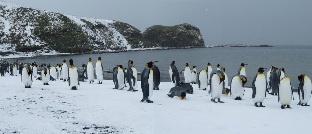 King penguins in St. Andrew’s Bay