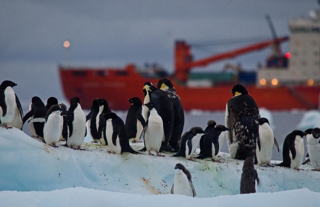 Penguins and the ice breaker (by Joshua Lawrence)