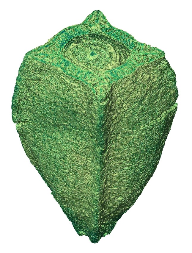 Lignierispermum maroneae, 110 Mio. Jahre alt. Abbildung: Naturhistoriska riksmuseet / Else Marie Friis