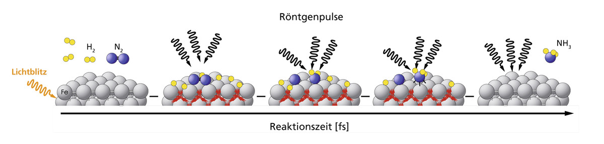 Many processes in nature or industry take place so quickly that it has not yet been possible to record them in detail. The example of ammonia synthesis, in which nitrogen (blue) and hydrogen (yellow) combine to form ammonia with the aid of iron (grey) as a catalyst, shows how this can be achieved at the SwissFEL. The reaction is triggered by a laser pulse. It is then illuminated at different times with SwissFEL X-ray pulses. Thus the current state of the reaction is displayed. The individual reaction steps…