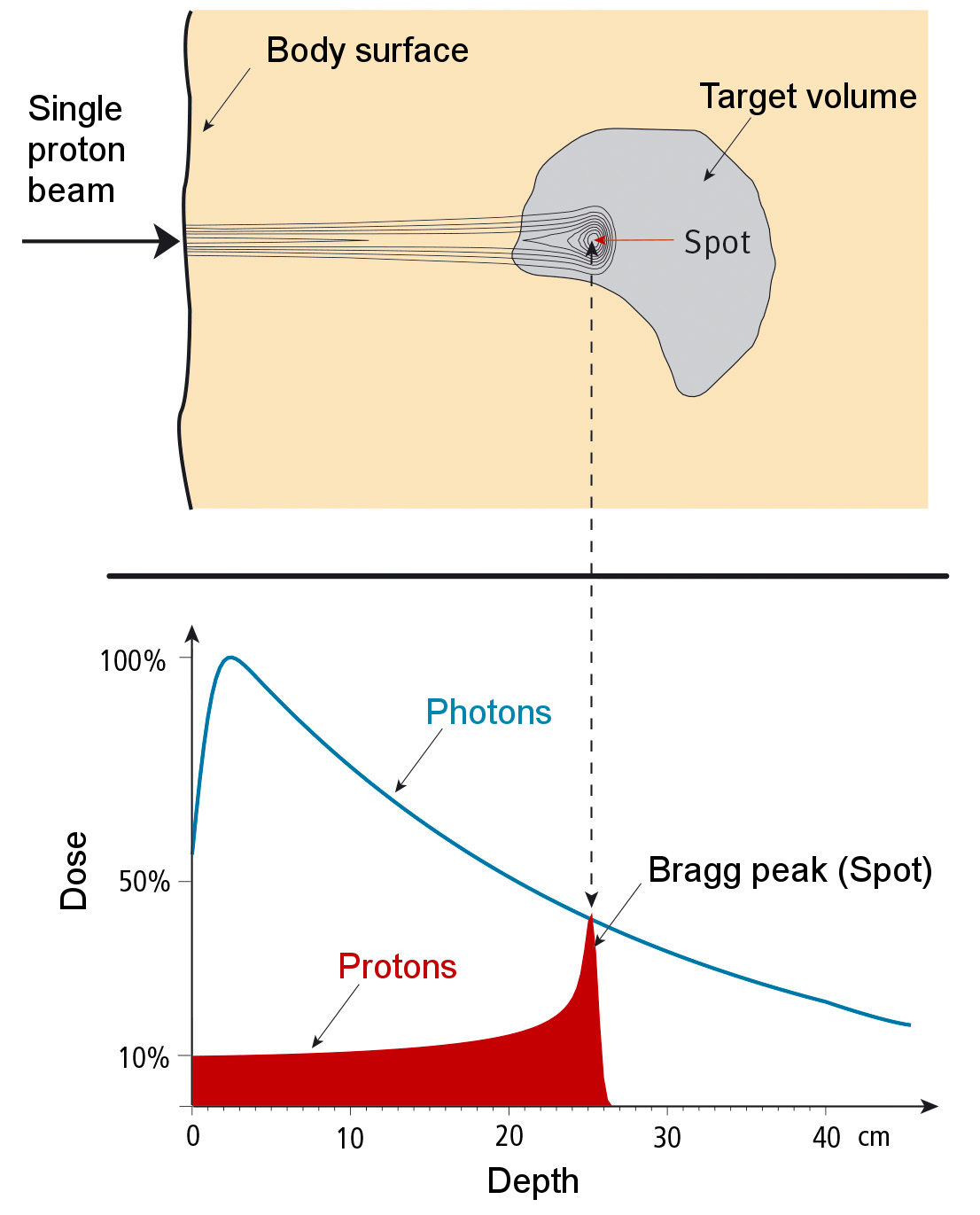 Radiation dose of a proton pencil beam as a function of depth of tissue. The range of this proton beam is 25 cm. In the top panel the dose distribution is shown. In the bottom panel the dose deposited by a proton beam in comparison with that of a photon beam is shown.