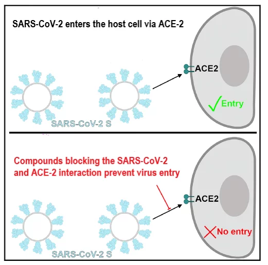 SARS-CoV-2_ACE-2