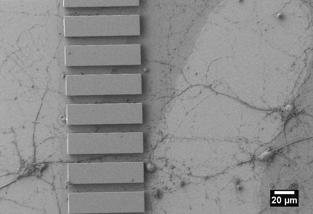 Neuron cells cultured on a structured substrate