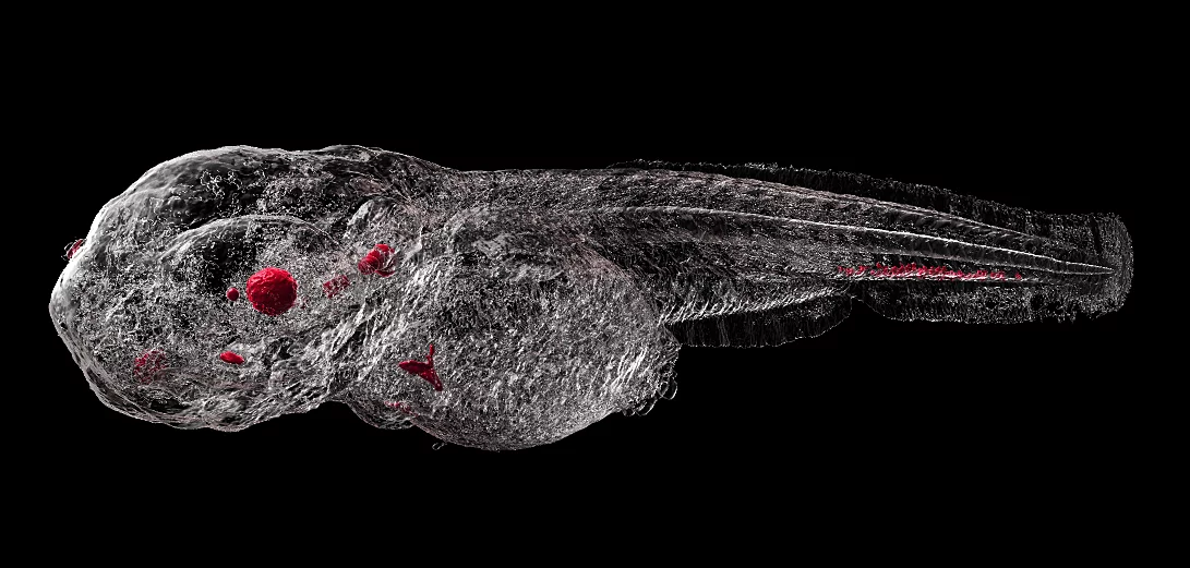 Nanoparticle aggregation in zebrafish embryo