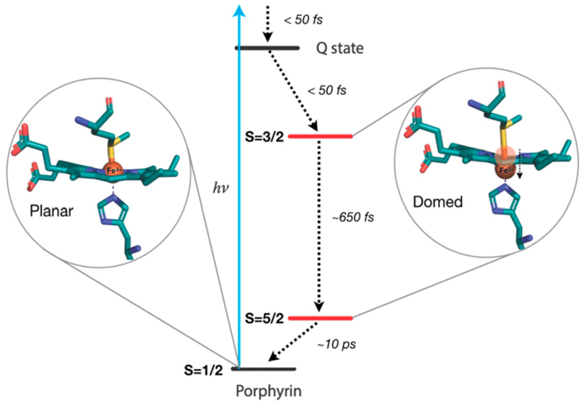 PNAS Cyt C Figure 6