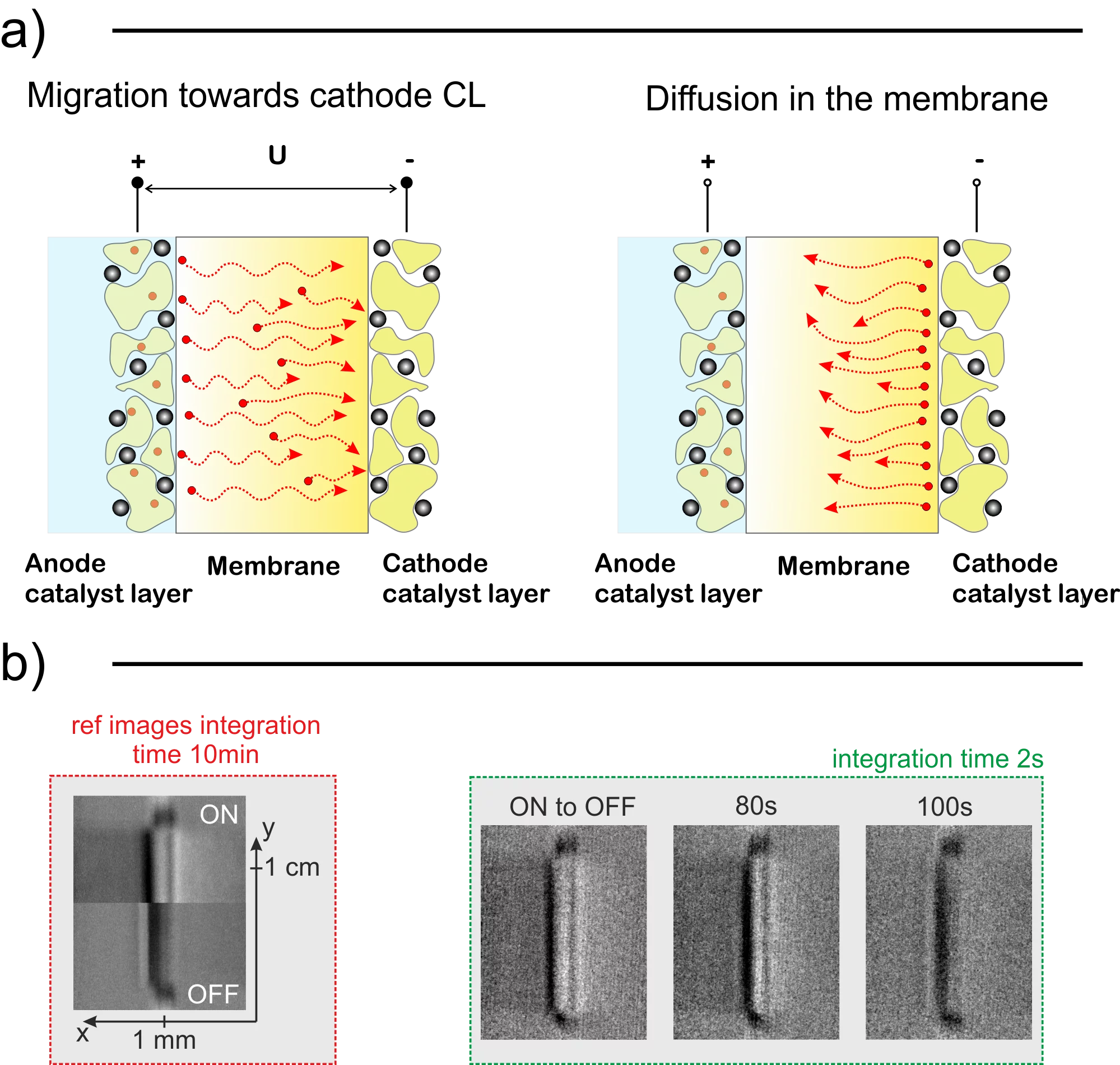 Cation Contamination in PEWEs