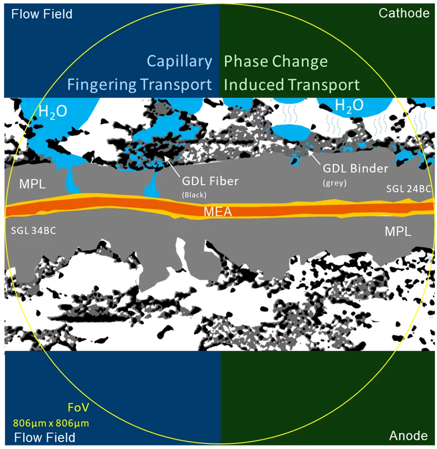 Schematic of the water transport mechanisms in GDL