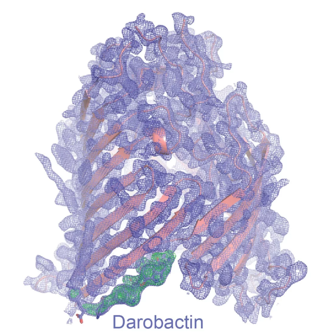 darobactin_2