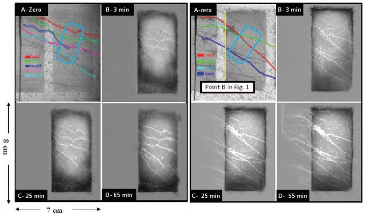 Figure 1: Neutron Radiography time series showing root water uptake.